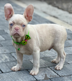 Zusätzliche Fotos: Rosafarbene französische Bulldoggenwelpen