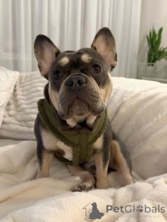 Foto №1. französische bulldogge - zum Verkauf in der Stadt Berdorf | verhandelt | Ankündigung № 157835