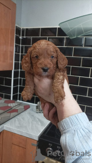 Foto №2 zu Ankündigung № 132753 zu verkaufen  - einkaufen Deutschland quotient 	ankündigung