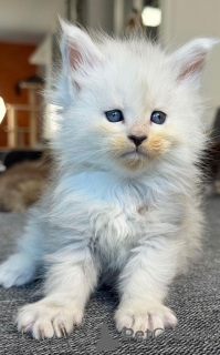 Foto №1. maine-coon-katze - zum Verkauf in der Stadt Berlin | verhandelt | Ankündigung № 158796