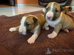 Foto №1. bullterrier - zum Verkauf in der Stadt Blankenberge | verhandelt | Ankündigung № 173378