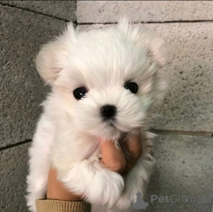 Foto №1. Yorkie in der Stadt Feldkircch. Price - 1594€. Ankündigung № 144958