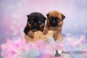 Foto №1. petit brabançon - zum Verkauf in der Stadt Moskwa | 539€ | Ankündigung № 161854