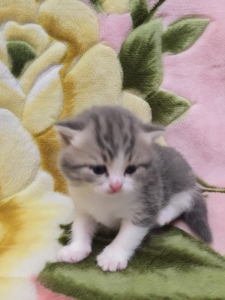 Foto №2 zu Ankündigung № 1416 zu verkaufen schottische faltohrkatze - einkaufen Ukraine züchter