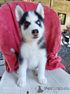 Foto №1. siberian husky - zum Verkauf in der Stadt Lüttich | verhandelt | Ankündigung № 169349