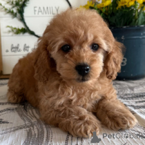 Foto №4. Ich werde verkaufen pudel (toy) in der Stadt Hamburg. quotient 	ankündigung - preis - 300€