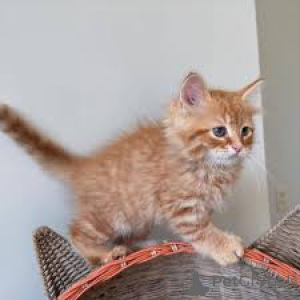 Foto №2 zu Ankündigung № 164622 zu verkaufen maine-coon-katze - einkaufen Finnland quotient 	ankündigung, züchter