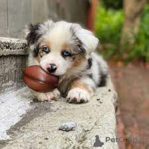 Foto №2 zu Ankündigung № 167113 zu verkaufen australian shepherd - einkaufen Belgien quotient 	ankündigung, züchter