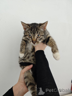 Foto №1.  - zum Verkauf in der Stadt Moskwa | Frei | Ankündigung № 159964