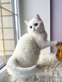Foto №1. schottische faltohrkatze - zum Verkauf in der Stadt München | verhandelt | Ankündigung № 165014