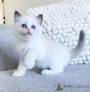 Foto №1. ragdoll-katze - zum Verkauf in der Stadt Die Felsen | 2809€ | Ankündigung № 176622