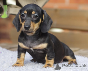 Foto №4. Ich werde verkaufen mischlingshund in der Stadt Bække. quotient 	ankündigung, züchter - preis - 600€