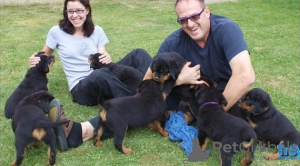 Foto №2 zu Ankündigung № 65570 zu verkaufen rottweiler - einkaufen Deutschland züchter