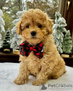 Foto №3. Atemberaubender Welpe steht zur Mitnahme bereit. Großbritannien