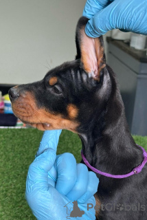 Foto №3. Doberman -Welpen. Serbien