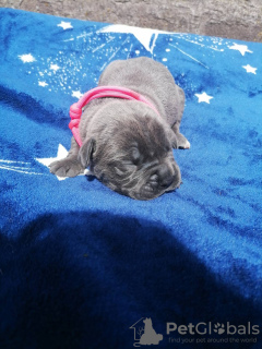 Foto №4. Ich werde verkaufen cane corso italiano in der Stadt Dnipro. quotient 	ankündigung - preis - 335&euro;