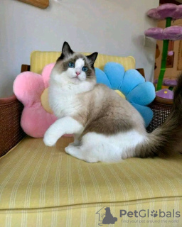 Foto №2 zu Ankündigung № 121717 zu verkaufen ragdoll-katze - einkaufen Russische Föderation züchter