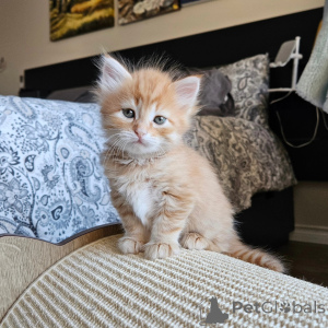 Foto №4. Ich werde verkaufen sibirische katze in der Stadt Bois Kolomb. quotient 	ankündigung - preis - 470€