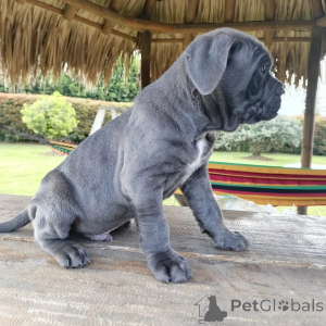 Foto №2 zu Ankündigung № 171210 zu verkaufen cane corso italiano - einkaufen Polen züchter