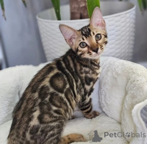 Foto №1. bengal katzenrasse - zum Verkauf in der Stadt Handewitt | 350€ | Ankündigung № 178150