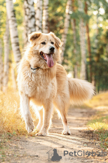 Foto №2 zu Ankündigung № 121891 zu verkaufen mischlingshund - einkaufen Russische Föderation 