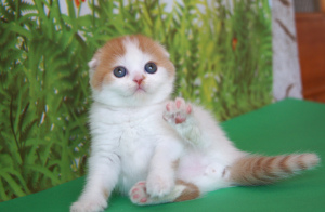 Foto №2 zu Ankündigung № 6999 zu verkaufen highland falde - einkaufen Ukraine quotient 	ankündigung