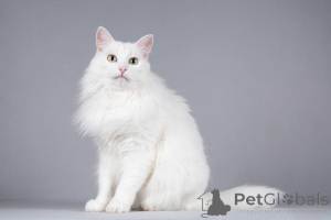 Foto №3. Timosha, die Katze, sucht ein gütiges Herz.. Russische Föderation