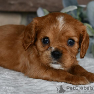 Foto №3. Cavalier King Charles Spaniel verfügbar. Brasilien