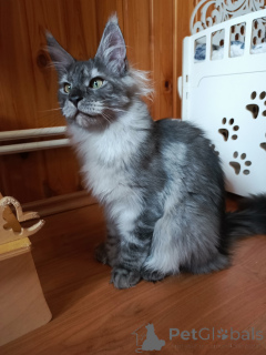 Foto №4. Ich werde verkaufen maine-coon-katze in der Stadt Москва. vom kindergarten - preis - 862€