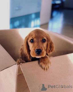 Foto №4. Ich werde verkaufen english cocker spaniel in der Stadt Kivik. quotient 	ankündigung, züchter - preis - 1000€