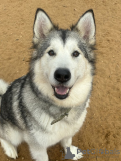 Foto №2 zu Ankündigung № 121181 zu verkaufen alaskan malamute - einkaufen Russische Föderation aus dem tierheim