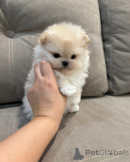 Foto №1. pommersche spitz - zum Verkauf in der Stadt Bönningstedt | 250€ | Ankündigung № 144448