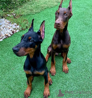 Foto №1. dobermann - zum Verkauf in der Stadt Düsseldorf | 900€ | Ankündigung № 146462