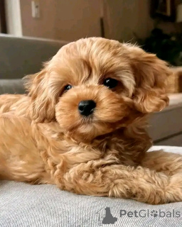 Foto №3. Pudelwelpen zur Adoption zur Verfügung stehen. Deutschland