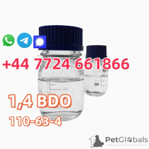 Foto №1. american bobtail - zum Verkauf in der Stadt Tampa | verhandelt | Ankündigung № 142167