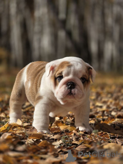 Foto №2 zu Ankündigung № 157426 zu verkaufen englische bulldogge - einkaufen Russische Föderation vom kindergarten, züchter