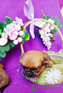 Foto №4. Ich werde verkaufen petit brabançon in der Stadt Moskwa. quotient 	ankündigung - preis - 431€