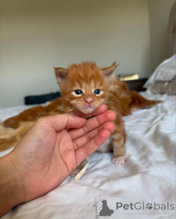 Foto №2 zu Ankündigung № 150585 zu verkaufen maine-coon-katze - einkaufen Deutschland aus dem tierheim, züchter