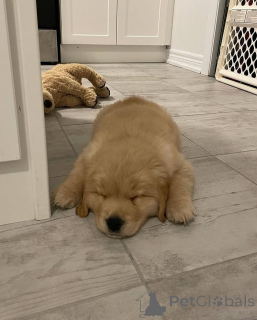 Foto №1. golden retriever - zum Verkauf in der Stadt Leeuwarden | verhandelt | Ankündigung № 165209