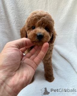 Foto №3. Pudelwelpen zur Adoption und Rehoming. Australien