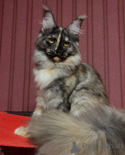 Foto №3. Mondhelle Augen, stille Anmut, Luna verwandelt jede Nacht in Magie.. Norwegen