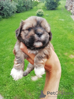 Foto №1. shih tzu - zum Verkauf in der Stadt Tallinn | 450€ | Ankündigung № 66735