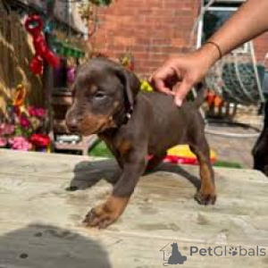 Foto №3. Dobermanninpennut etsivät perhettä. Finnland