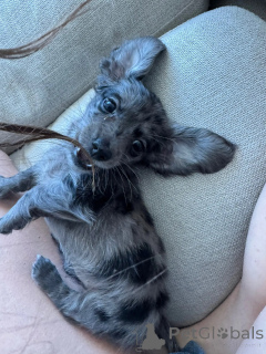 Foto №3. Finden Sie Ihren perfekten Dachshund -Welpen verspielt, loyal und süß!. Deutschland