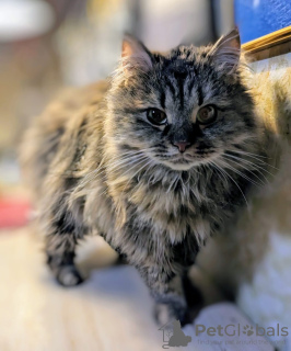 Foto №4. Ich werde verkaufen  in der Stadt Москва.  - preis - Frei