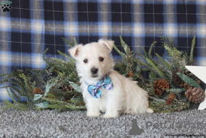 Foto №3. KC REGISTRIERTE Jungen und Mädchen JETZT BEREIT. Deutschland