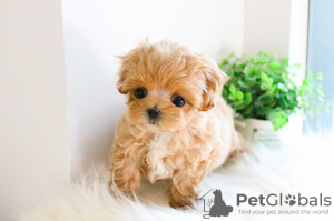 Foto №1. pudel (toy) - zum Verkauf in der Stadt Heidelberg | 300€ | Ankündigung № 130524