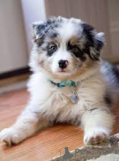 Foto №1. australian shepherd - zum Verkauf in der Stadt Berlin | verhandelt | Ankündigung № 136850