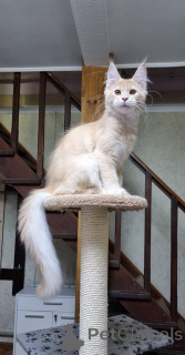 Foto №3. Maine Coon Kätzchen. Australien