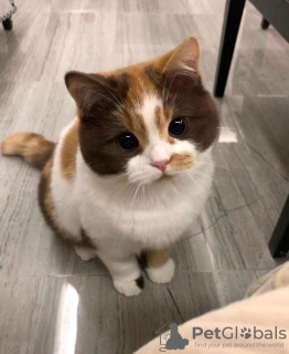 Foto №2 zu Ankündigung № 74286 zu verkaufen britisch kurzhaar - einkaufen Großbritannien 